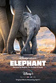 Elephant song